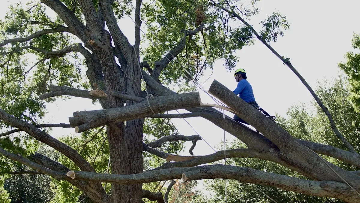 Professional Crown Thinning performed by certified arborists in Cape Neddick